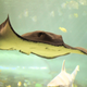 Illustration for article titled Ripleys Aquarium